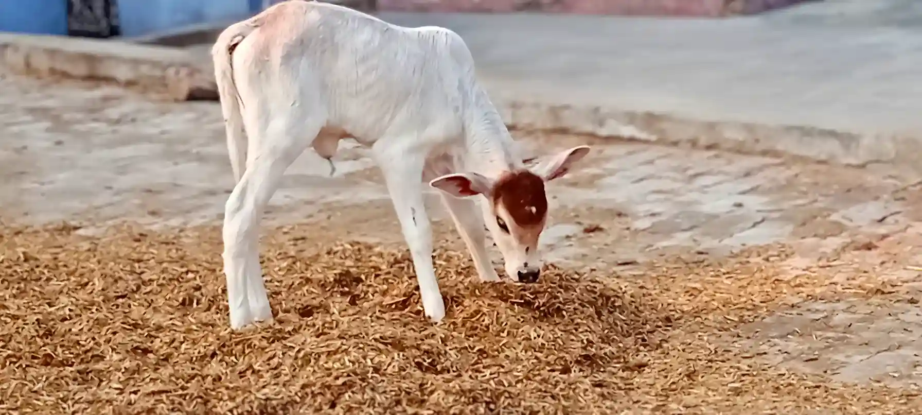 Wheat Bran (Chokar) Seva