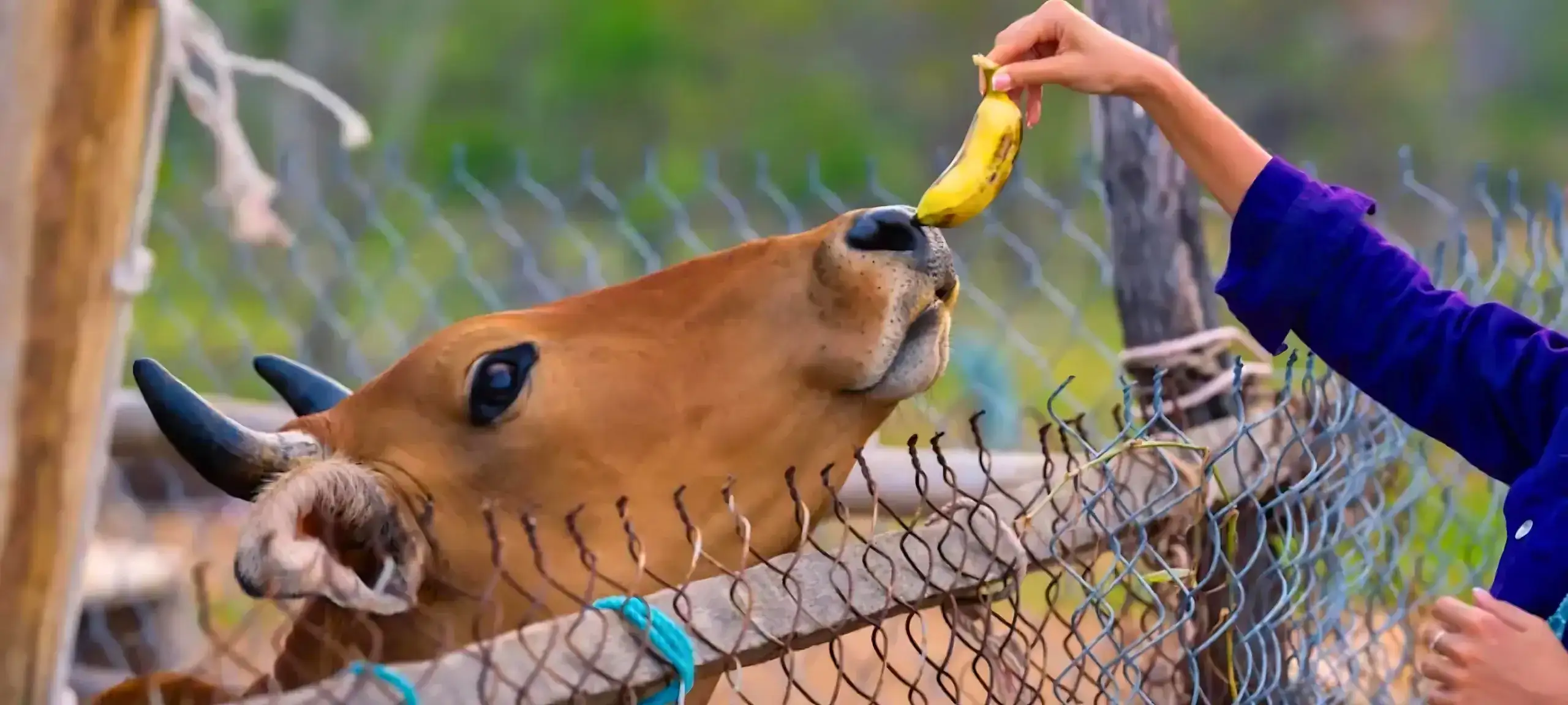 Feeding Bananas to Cows