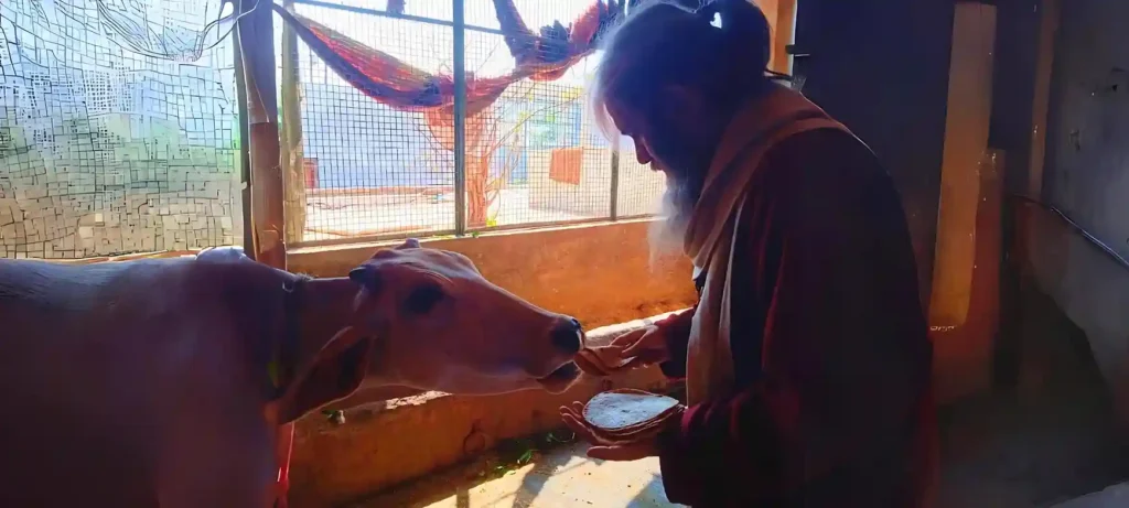 Ghee Roti Seva for Cows