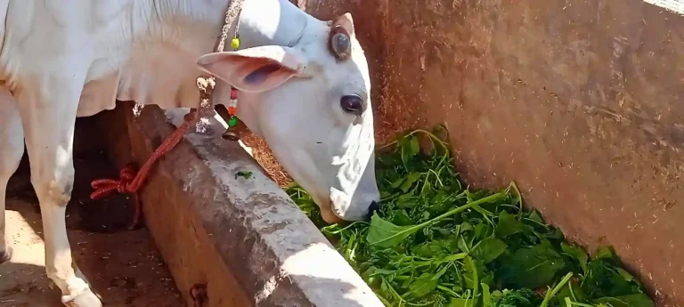 Green Vegetables for Cows