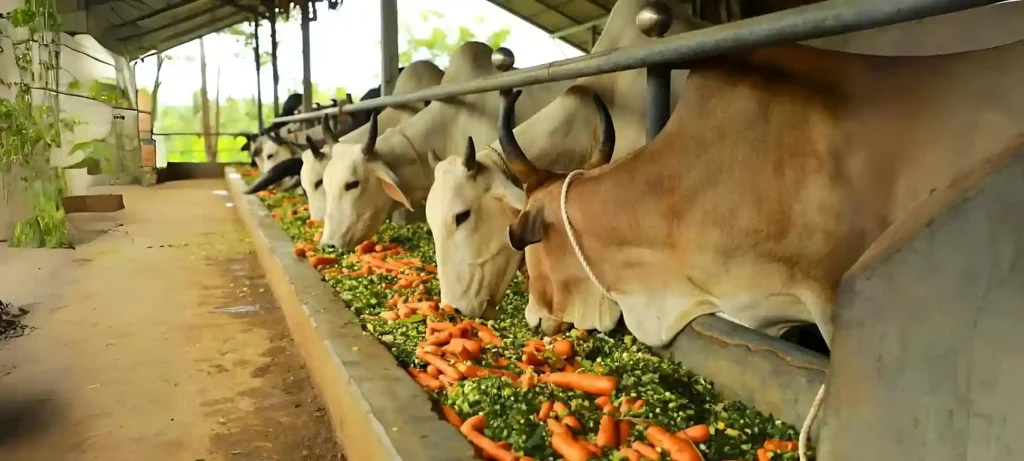 Vegetables and Fruits Seva for Cows