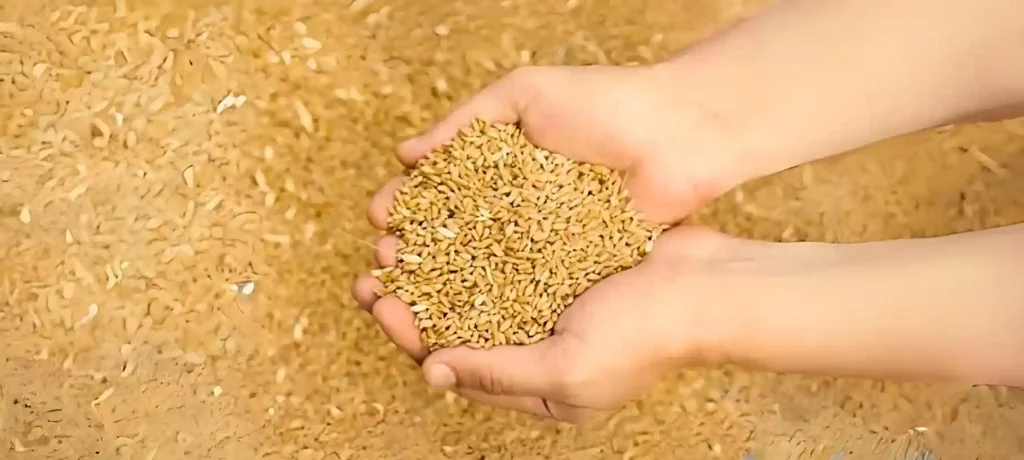 Wheat for Cows