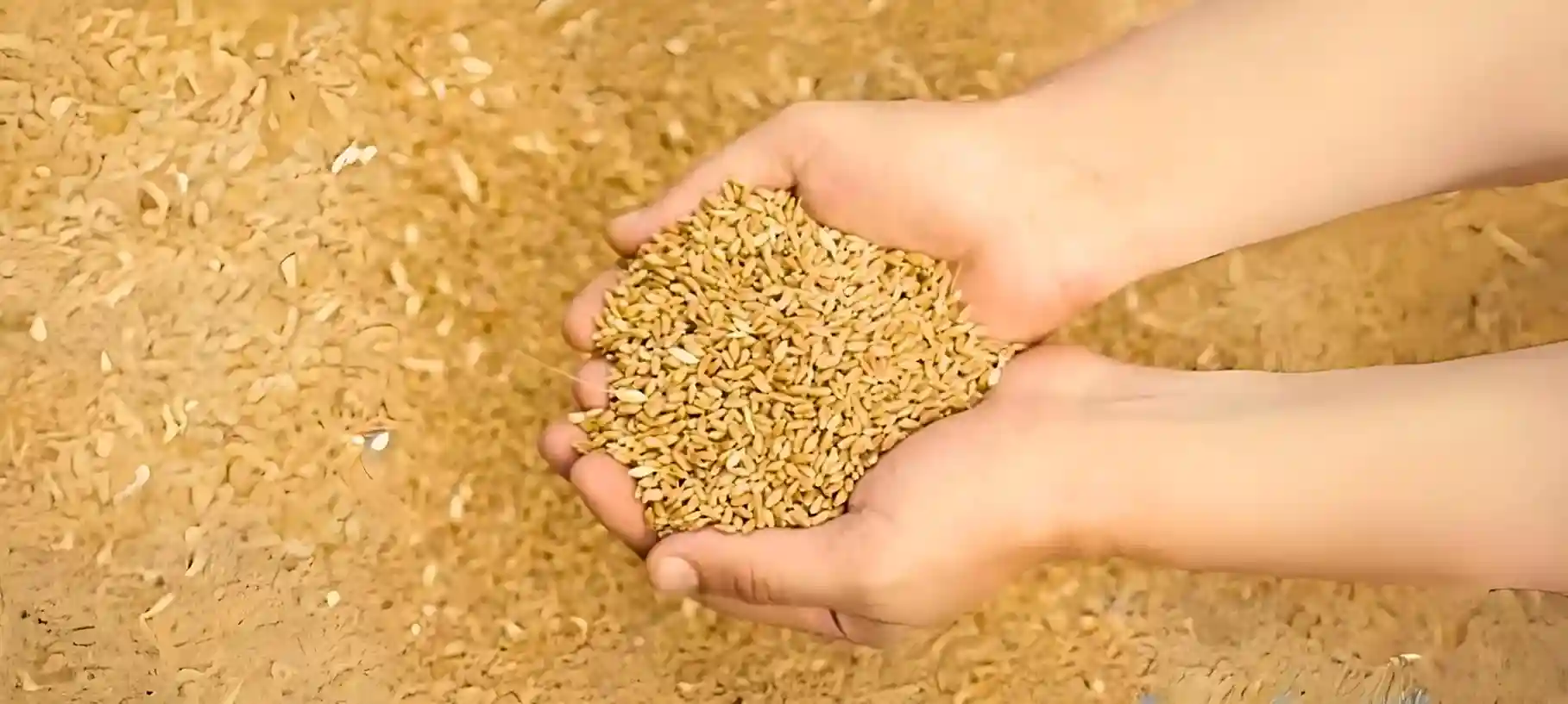 Wheat for Cows