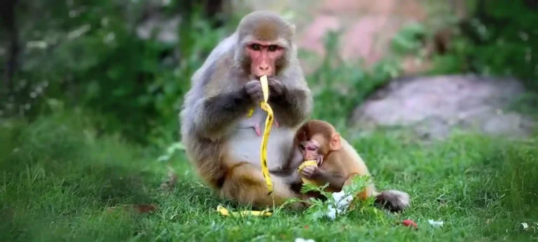 Fruits for Vrindavan Monkeys