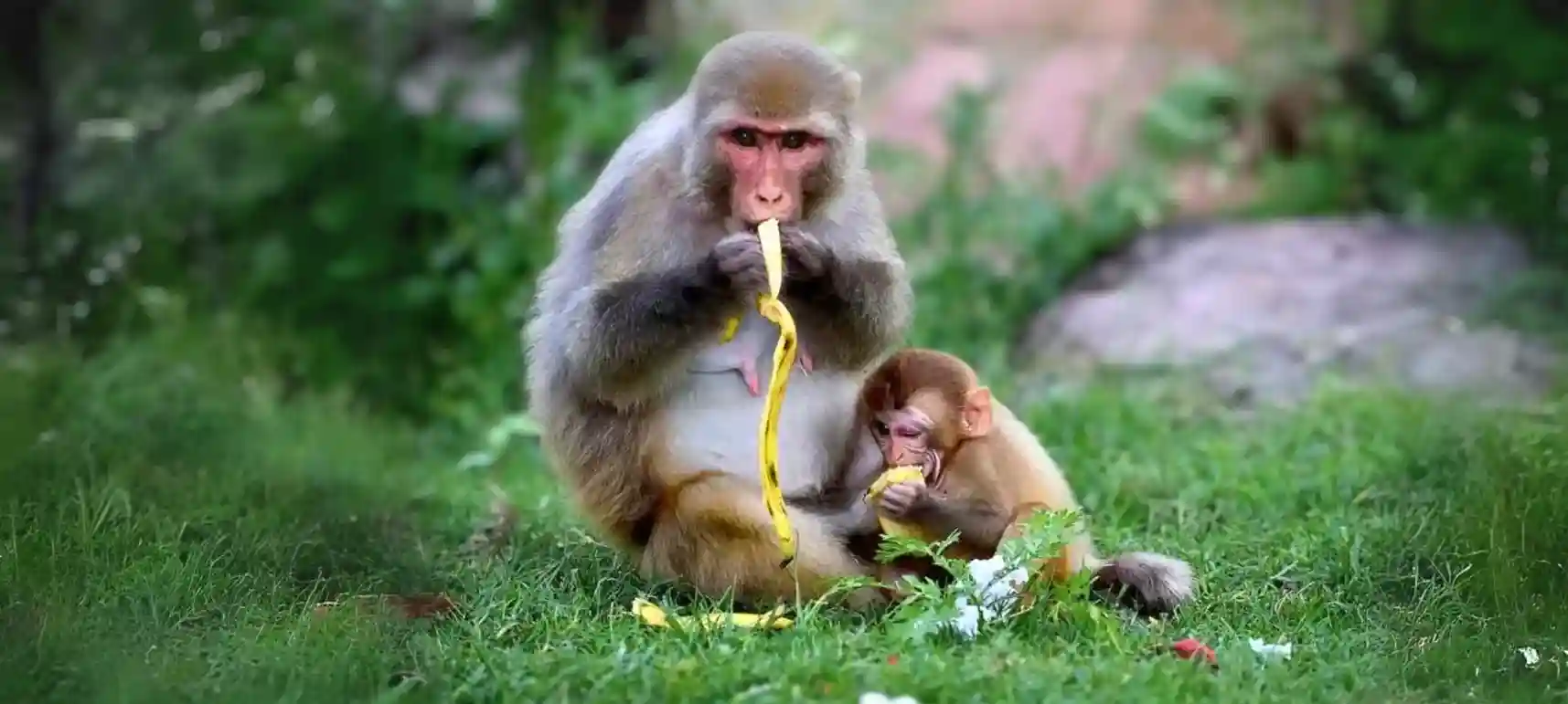 Fruits for Vrindavan Monkeys