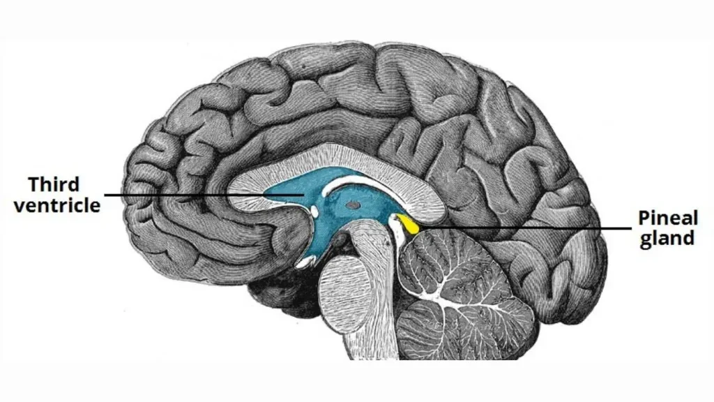 pineal gland and activation of chakras