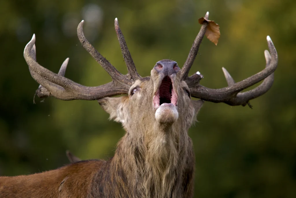 Stag Horn