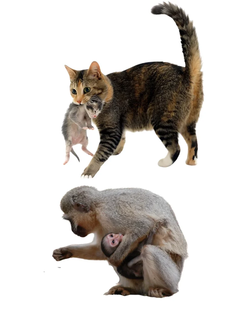 CAT AND MONKEY