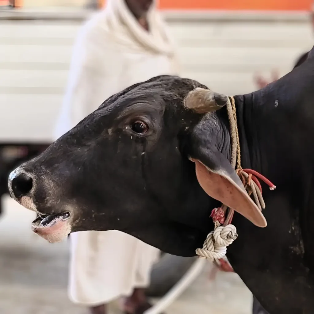 BHOLA A BULL RECEIVING TREATMENT