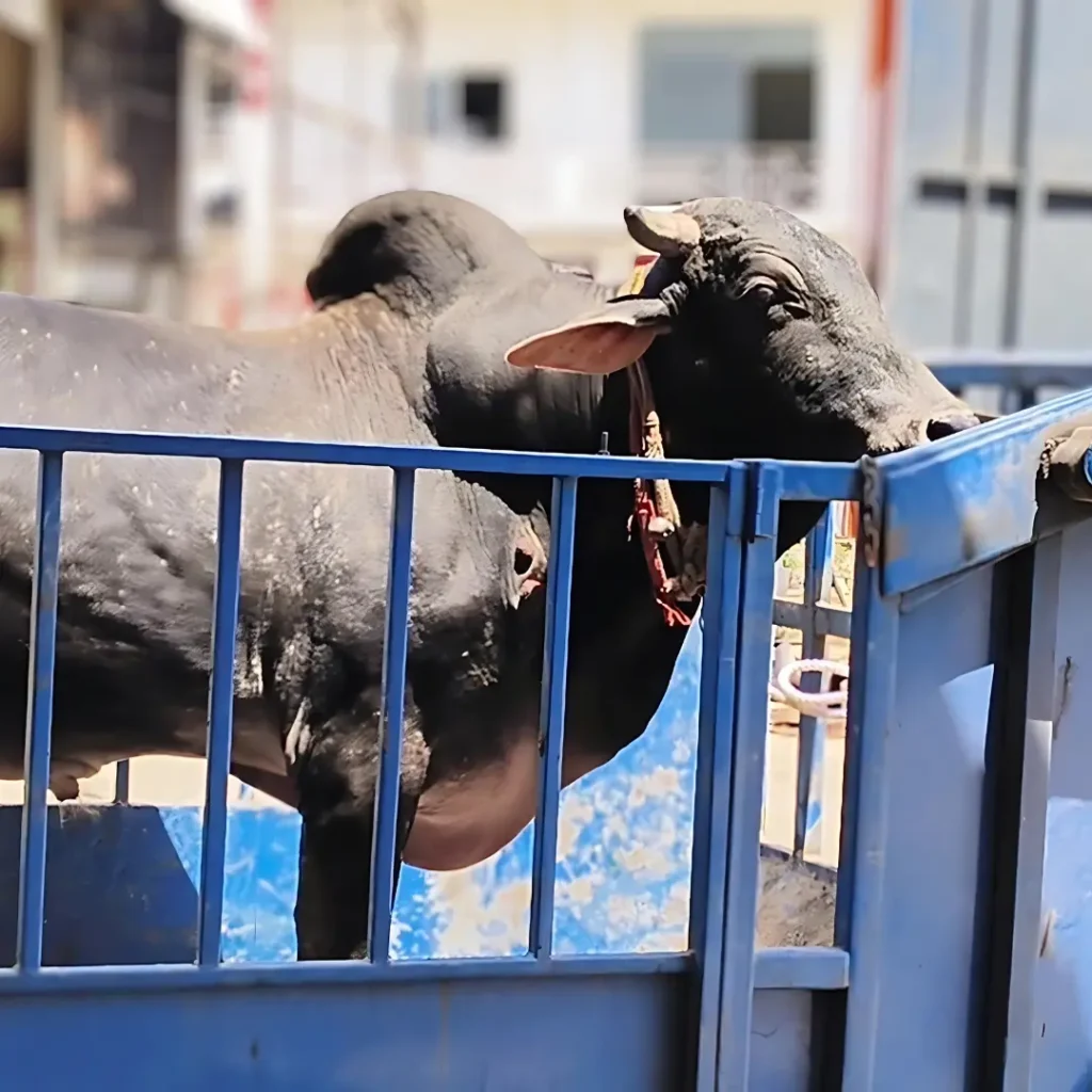 BHOLA TRANSPORTED TO COW HOSPITAL