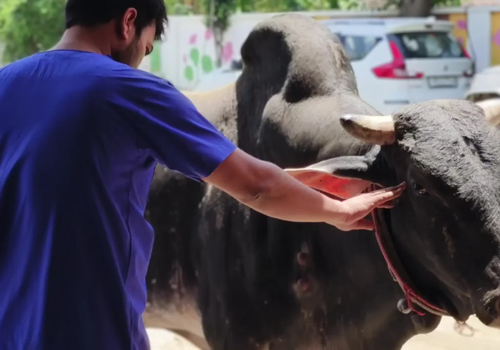 VETERINARY DOCTOR TREATING BHOLA BULL